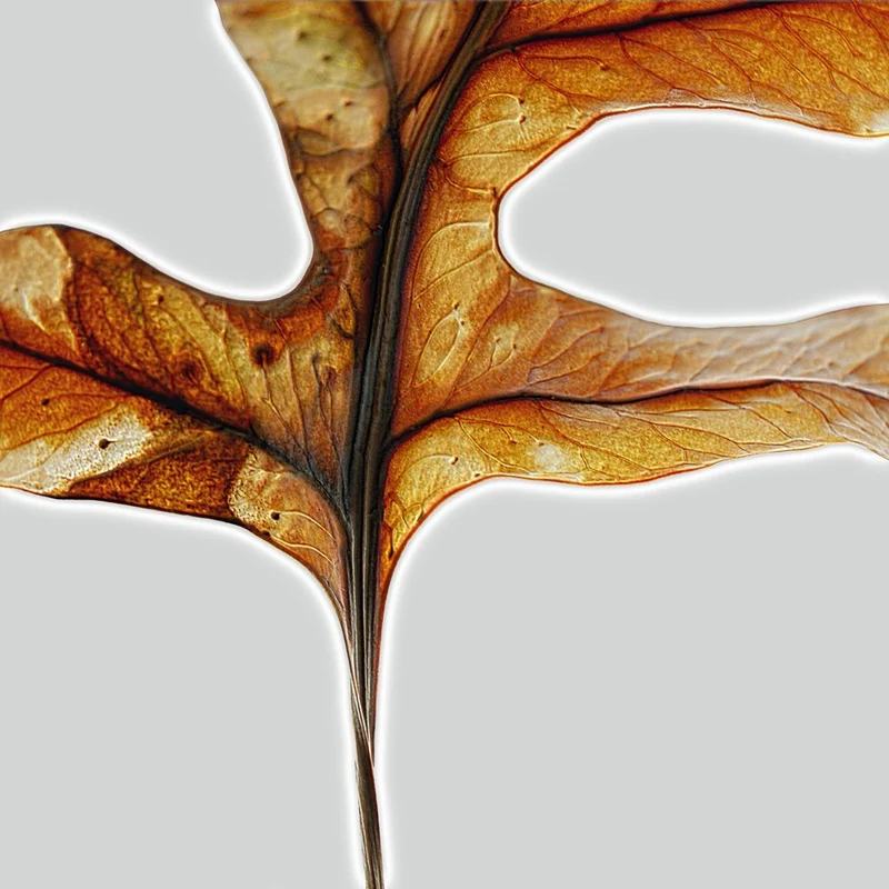 Warm Autumn Leaf