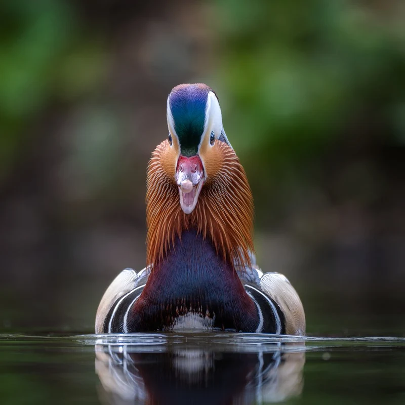Vibrant Mandarin Duck Portrait