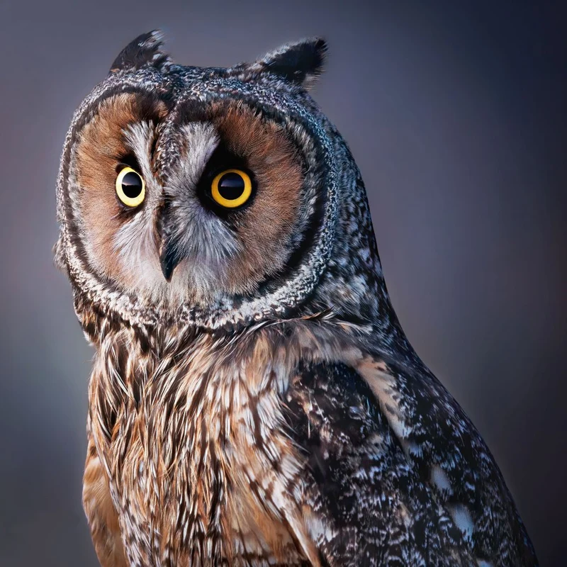 Watchful Owl Portrait