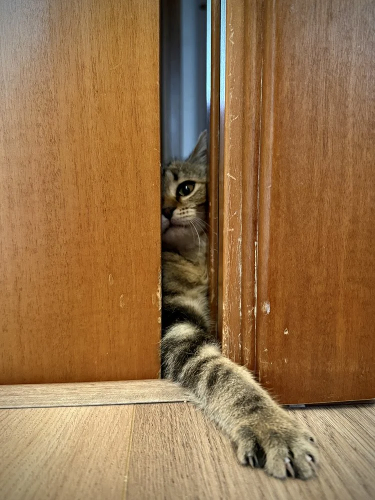 Curious Cat Peeking Out