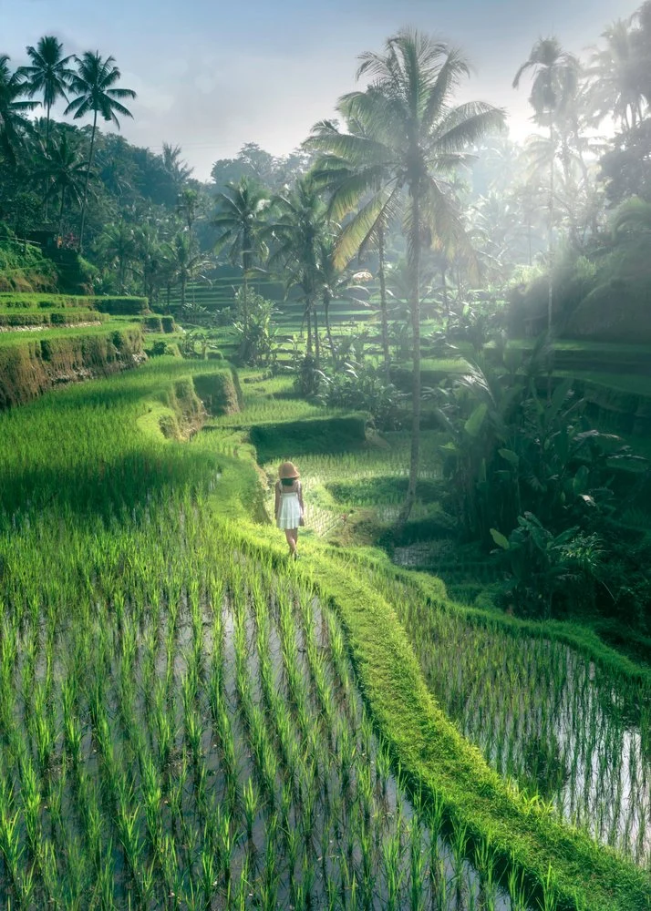 Woman on Rice Field Path