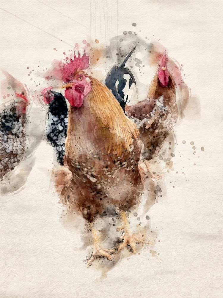 Watercolor Farm Roosters