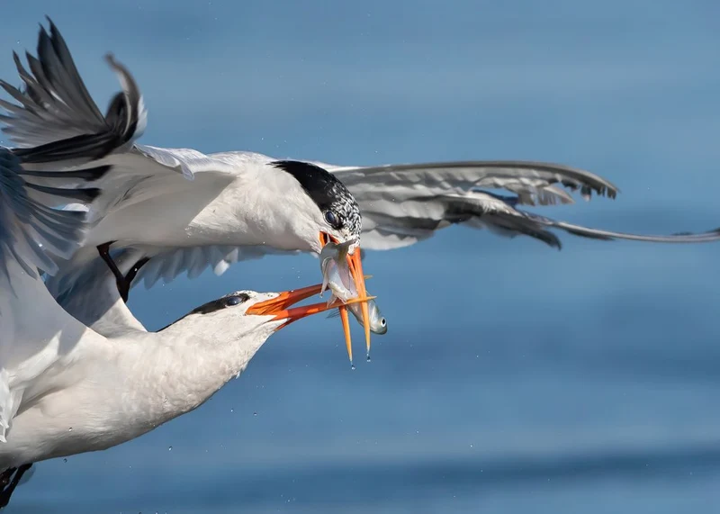 Terns Fighting Over Fish