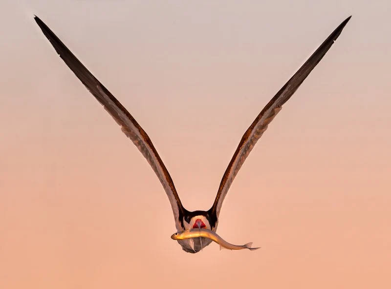 Golden Hour Osprey Flight