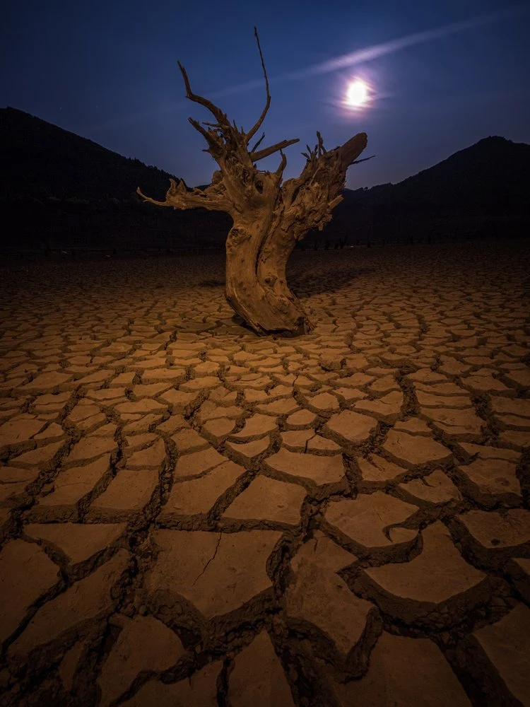 Dead Tree Under Moonlight