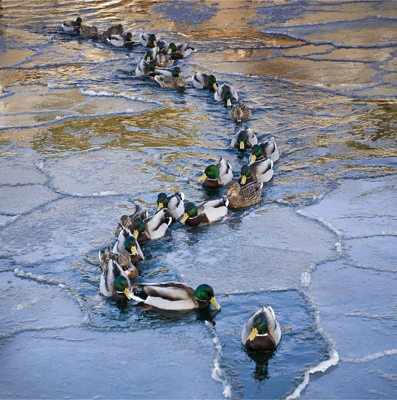 Icy Mallard Path