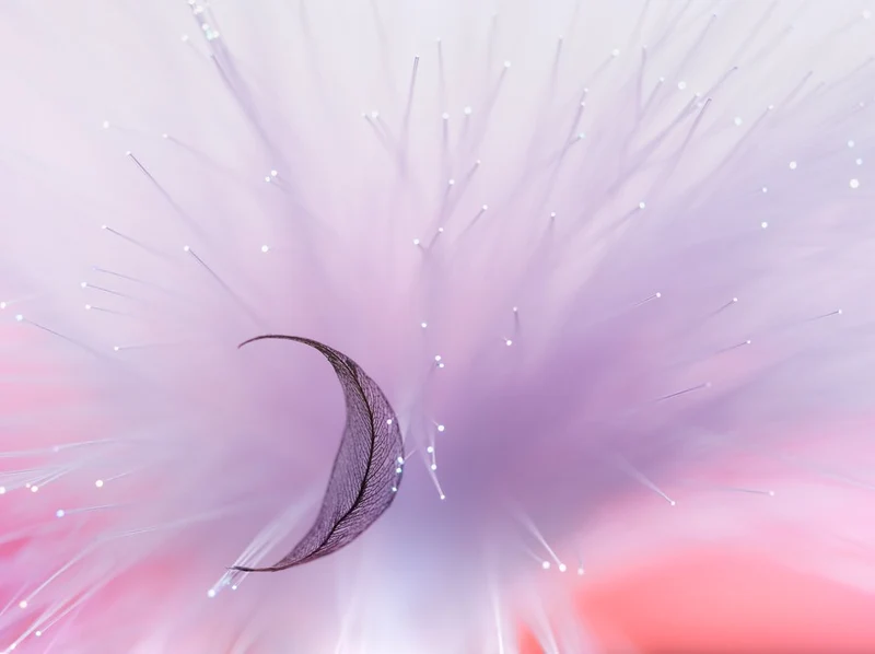 Ethereal Crescent Leaf