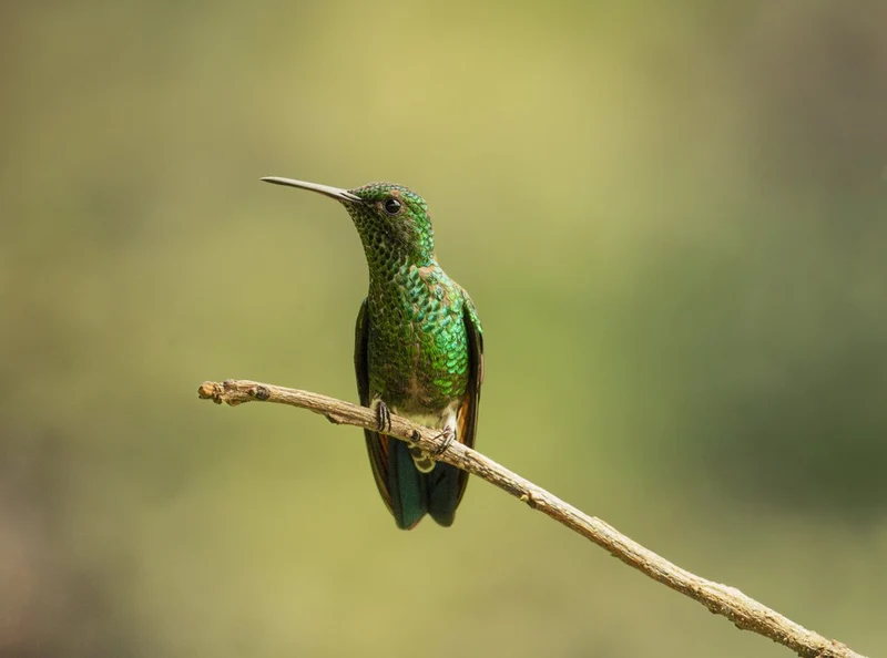 Vibrant Green Hummingbird