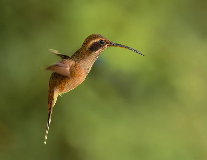 Tropical Hummingbird in Flight