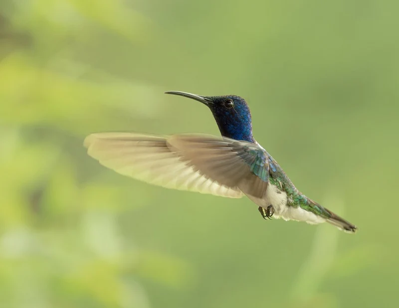 Flying Hummingbird