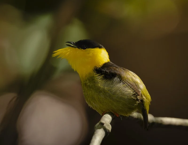 Black Capped Yellow Bird