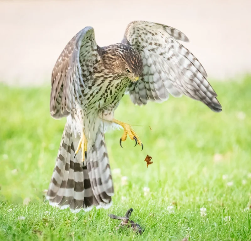 Hawk Catches Prey