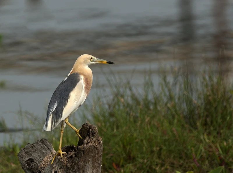 Pond Heron on Stump
