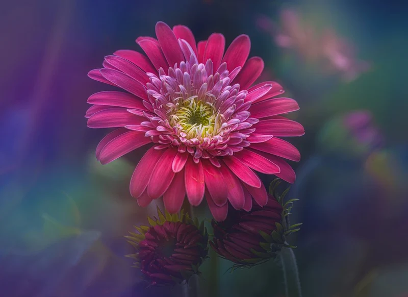 Vibrant Pink Gerbera Bloom