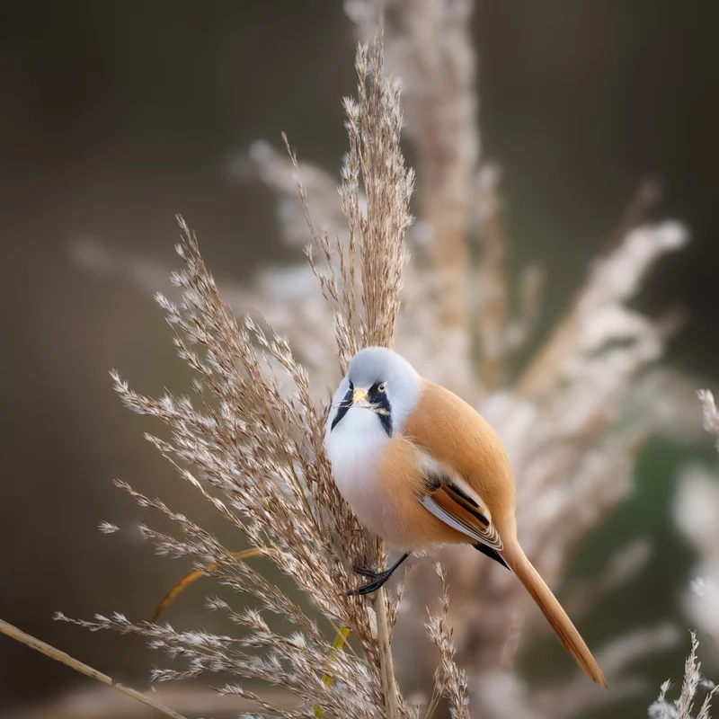 Curious Reed Bird