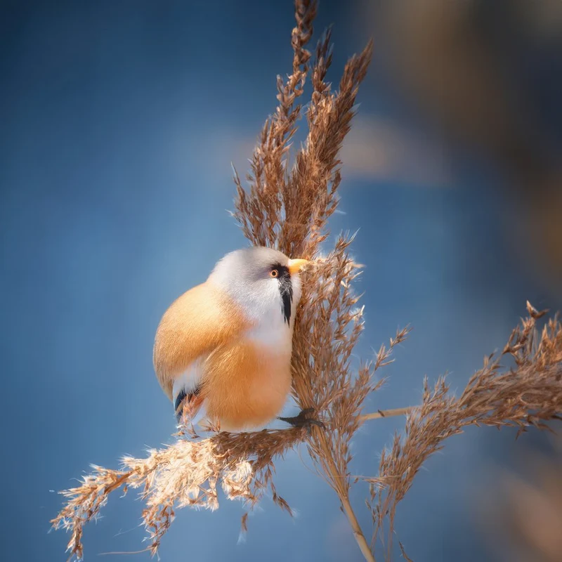 Bearded Tit on Reed