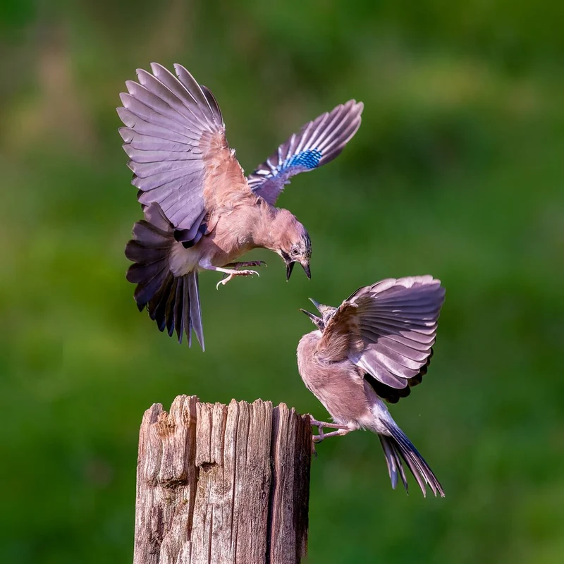 Jays Feeding on Post