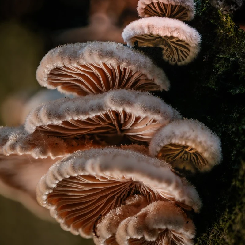 Delicate Forest Fungi