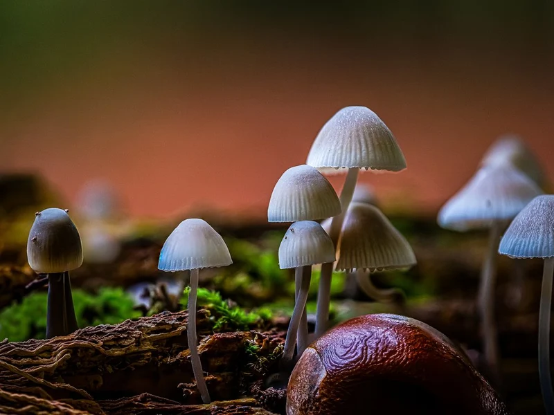 Mushrooms and Chestnut