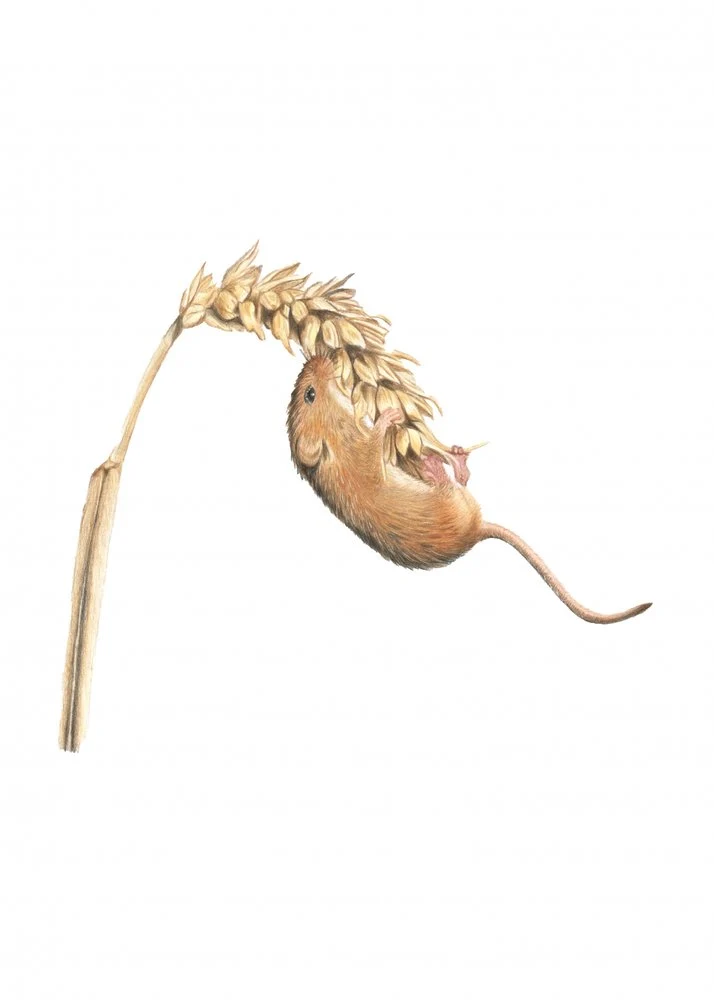 Harvest Mouse on Wheat