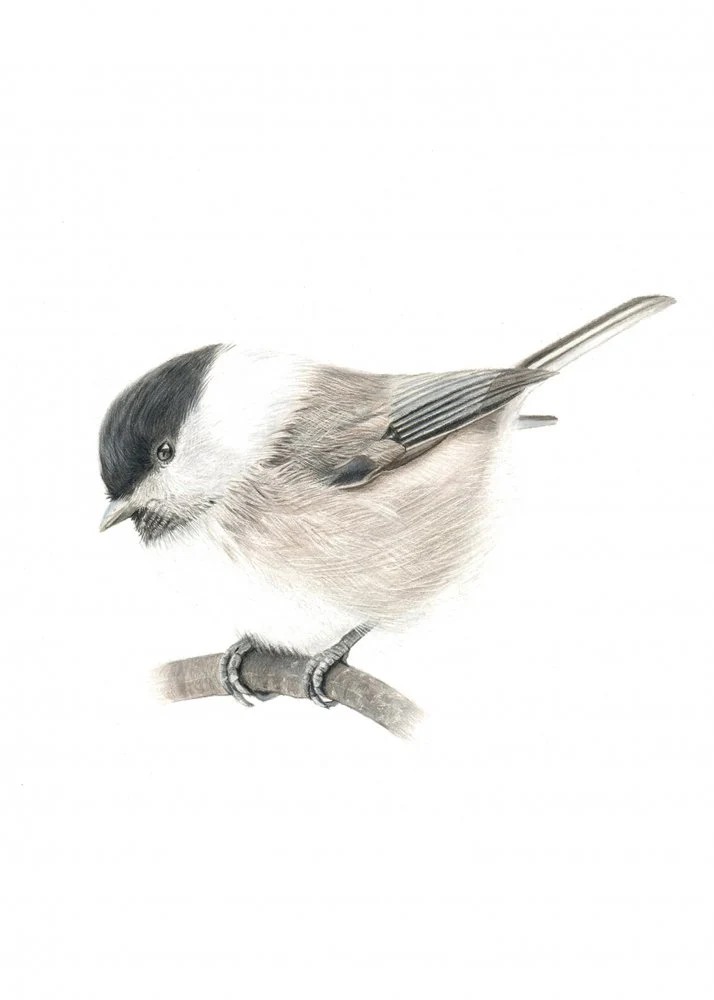 Little Black-Capped Tit