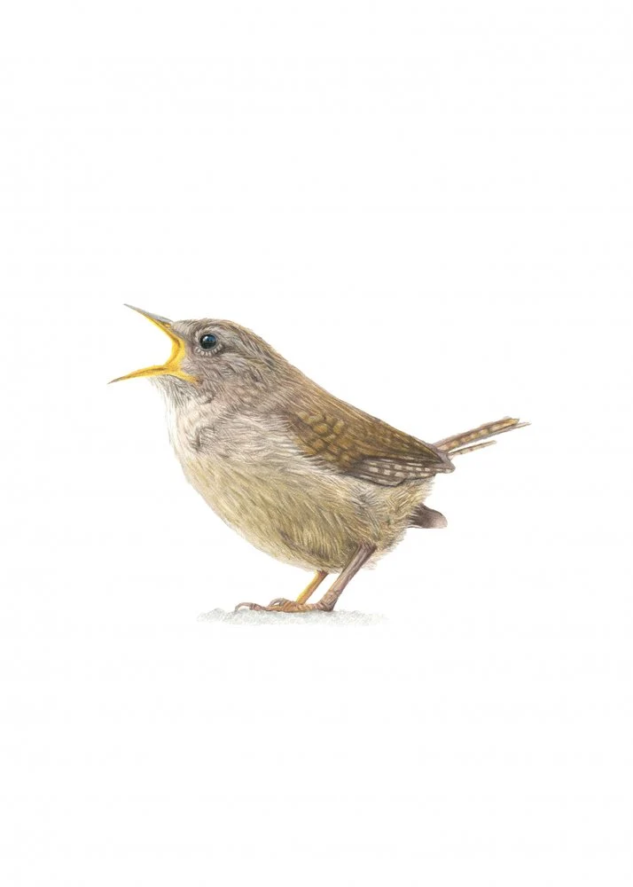Singing Wren