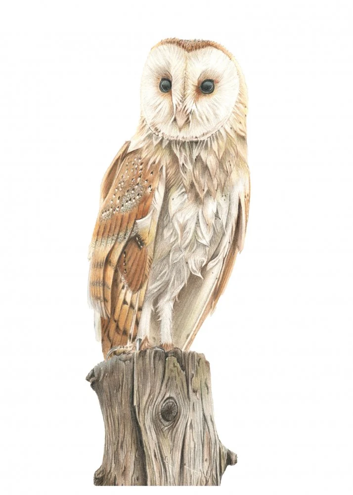 Elegant Barn Owl Portrait