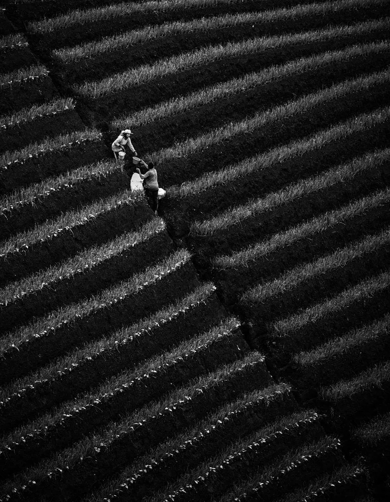 Overhead Field Workers