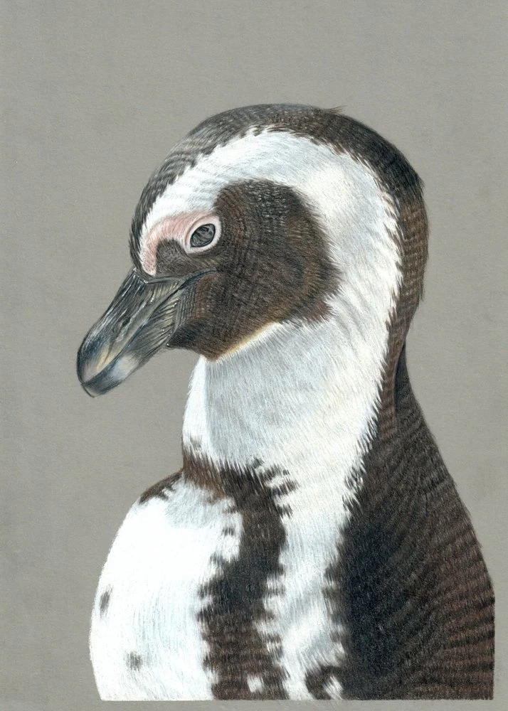 African Penguin Profile