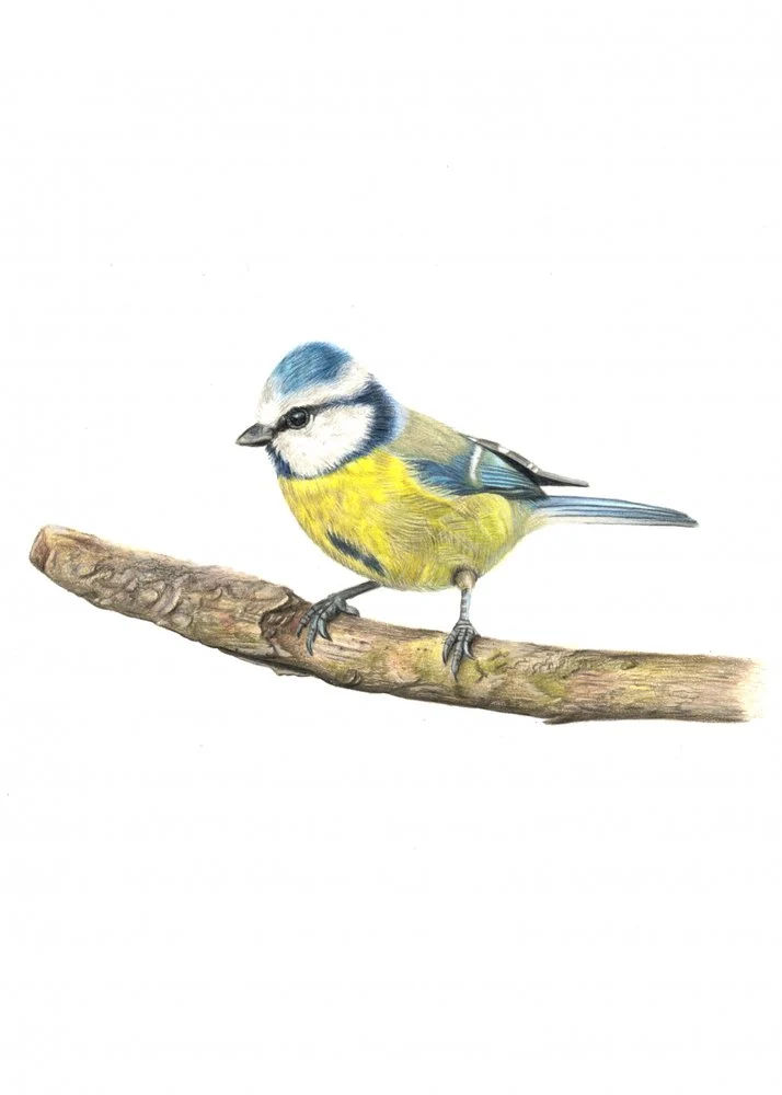 Blue Tit On Branch