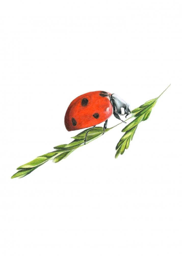 Vibrant Ladybug Climbs