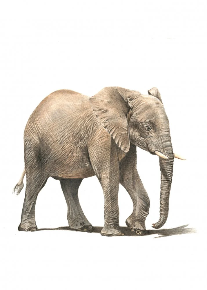 Walking African Elephant
