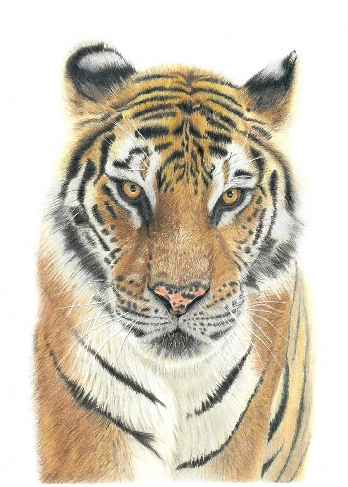 Majestic Tiger Portrait