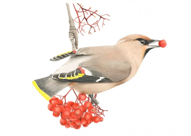 Waxwing Berry Feast