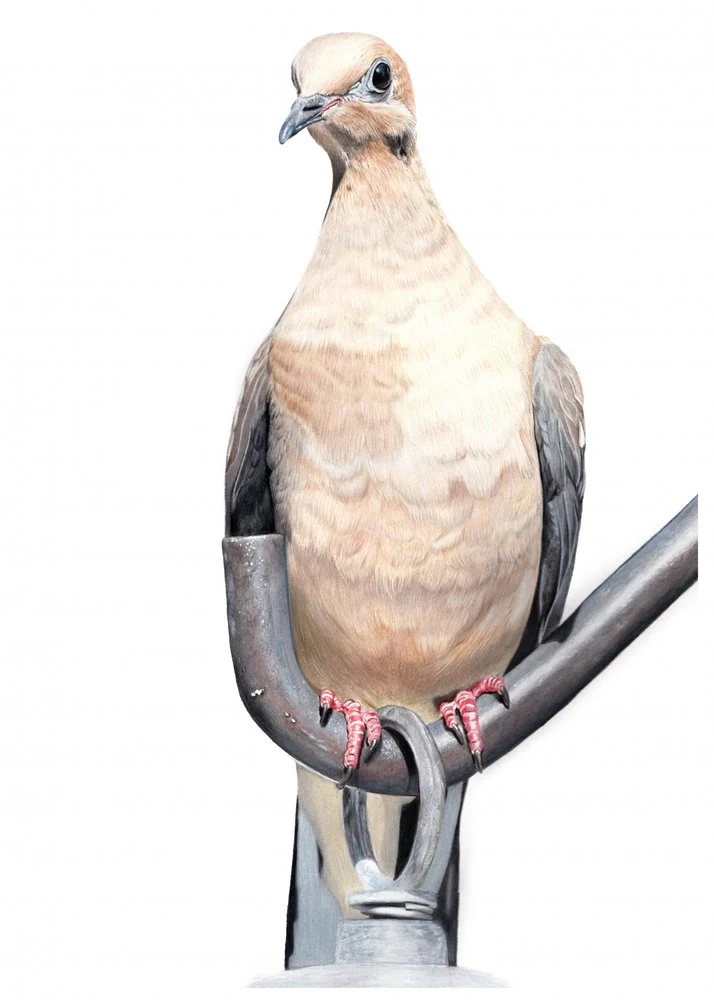 Serene Mourning Dove