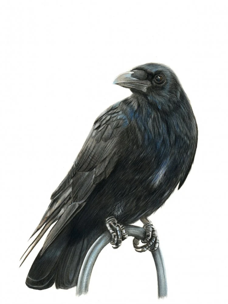 Elegant Black Crow