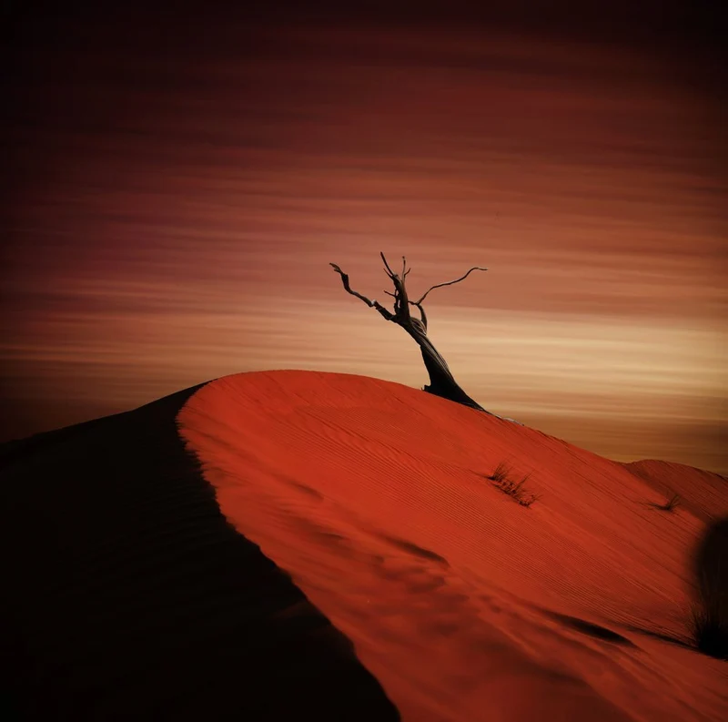 Red Sand Dune Tree