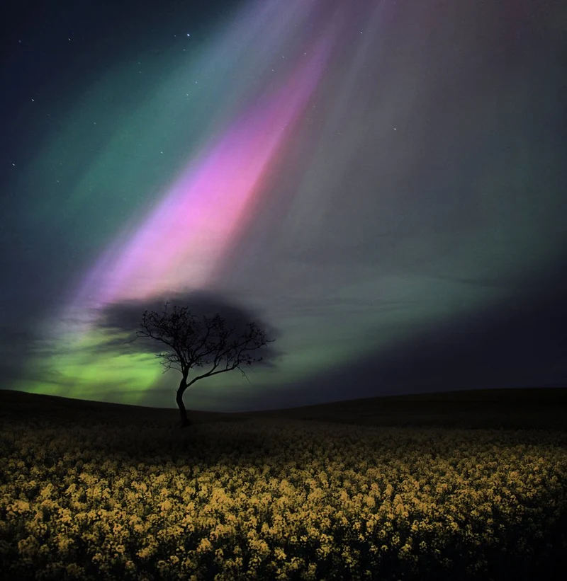 Aurora Over Flower Field