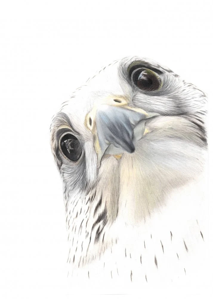 Watchful White Falcon
