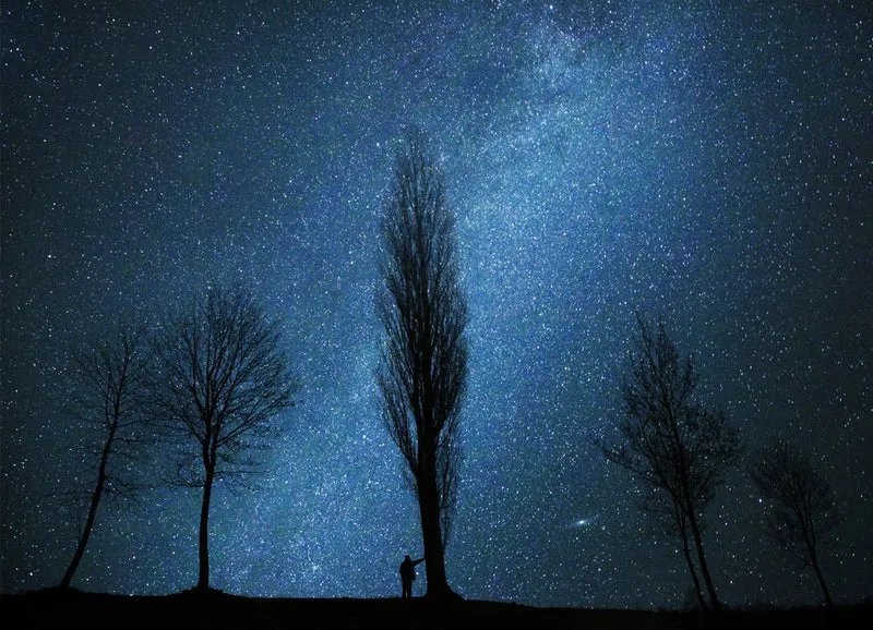 Starlit Trees Landscape