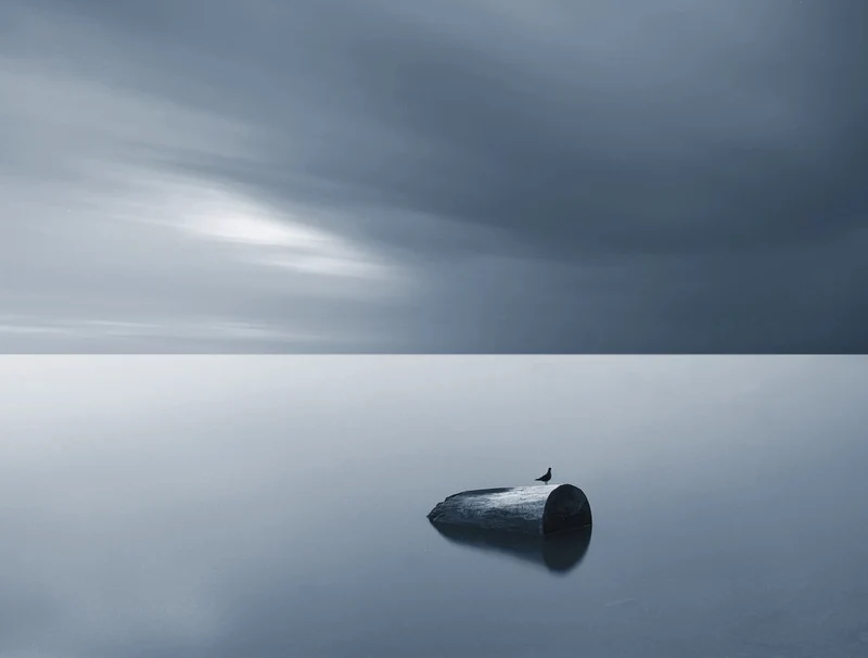 Solitary Bird Horizon