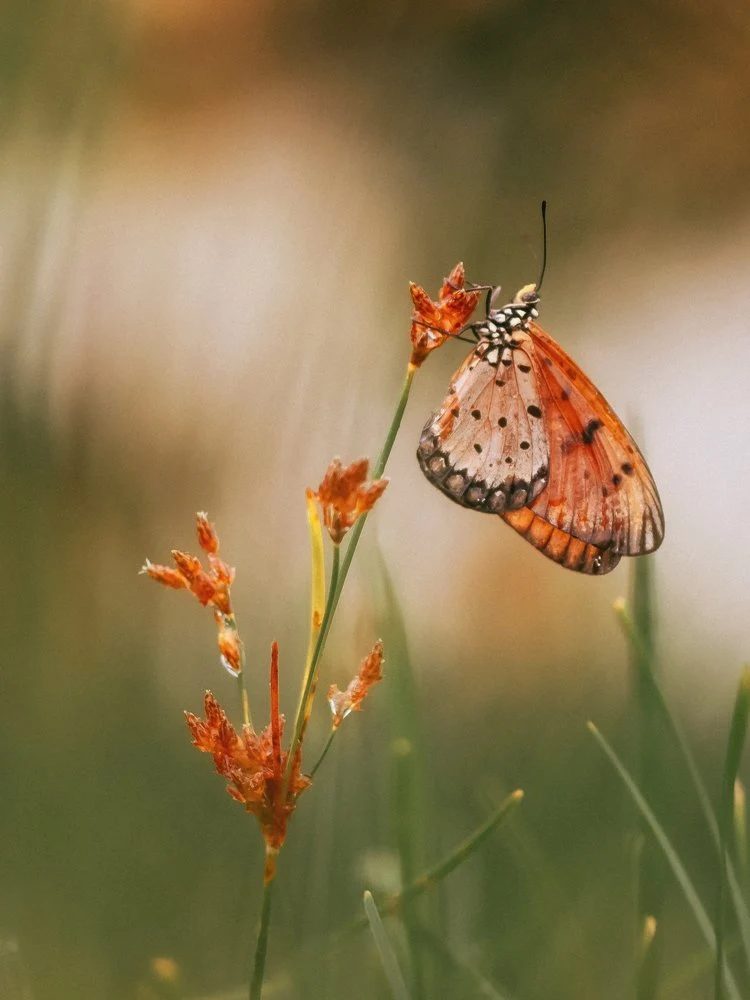 Delicate Orange Butterfly