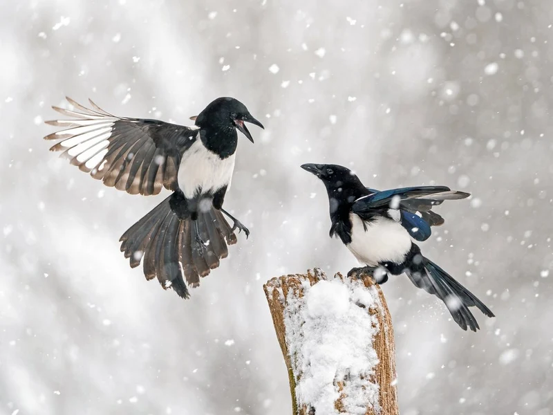 Magpies in Winter Snow