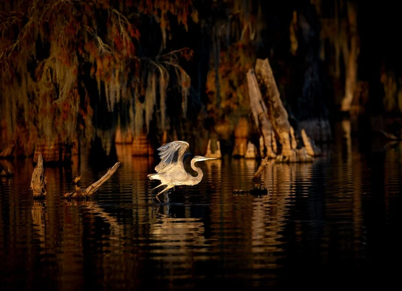Great Blue Heron Golden Light