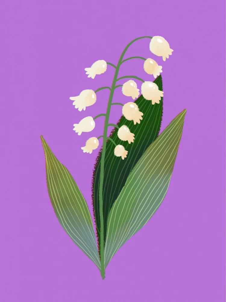 Lily of the Valley