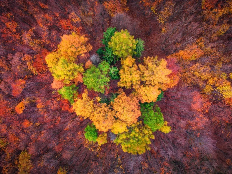 autumn flower