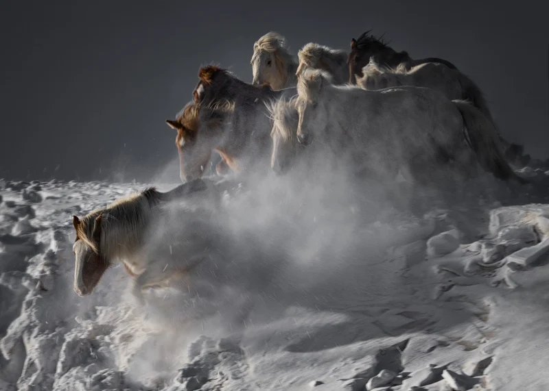 Leading Horse