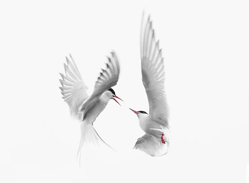 Arctic Terns