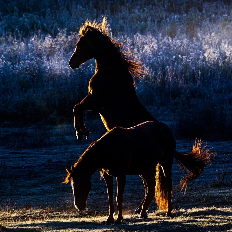 Horses