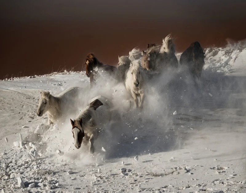 Running Horses